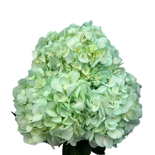 Ortensia colombiana di lusso Aqua Lux | HydraLux ingrosso fiori