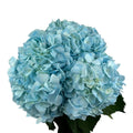 Azure Blue