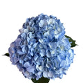 Ortensia colombiana di lusso Blu | HydraLux ingrosso fiori