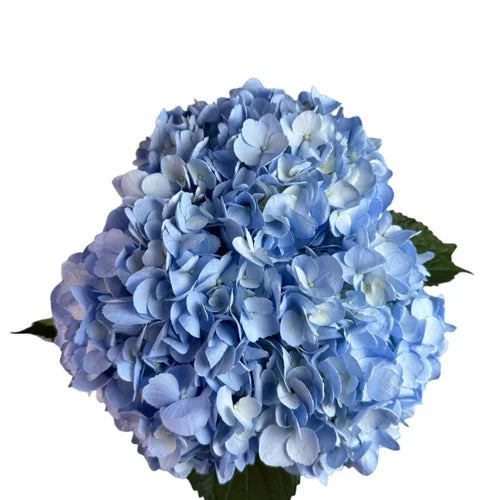 Ortensia colombiana di lusso Blu | HydraLux ingrosso fiori