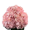 Ortensia colombiana di lusso Rosa | HydraLux ingrosso fiori