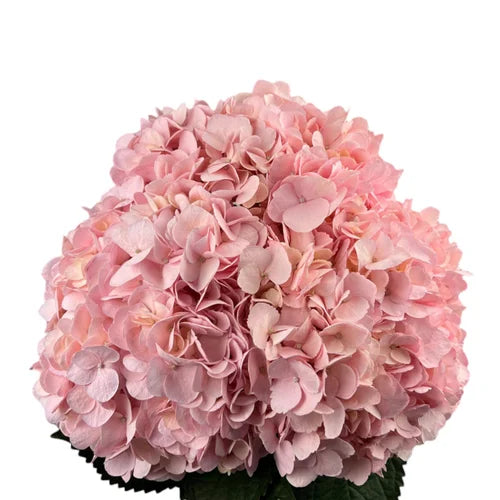 Ortensia colombiana di lusso Rosa | HydraLux ingrosso fiori