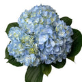 Ortensia colombiana di lusso Blue| HydraLux ingrosso fiori