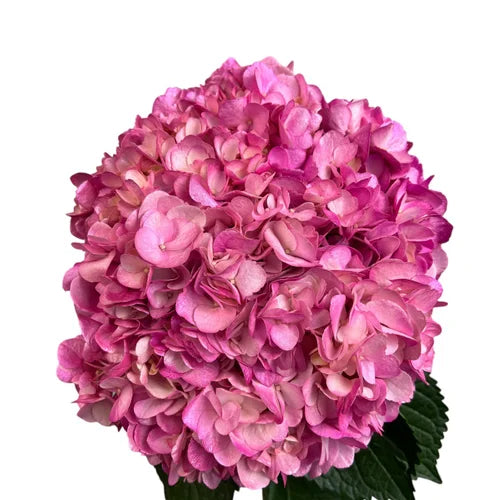 Ortensia colombiana di lusso Rosa | HydraLux ingrosso fiori