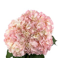 Ortensia colombiana di lusso Rosa | HydraLux ingrosso fiori