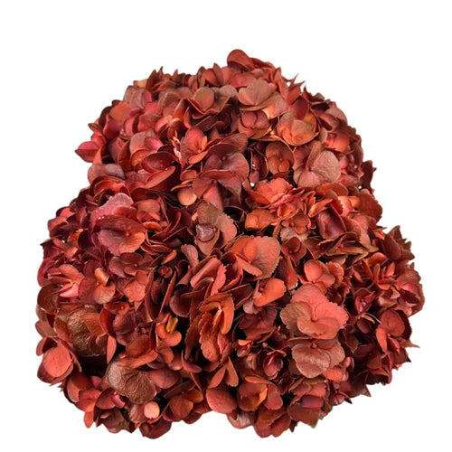 Ortensia colombiana di lusso Bronzo | HydraLux ingrosso fiori