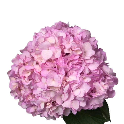Ortensia colombiana di lusso Rosa | HydraLux ingrosso fiori