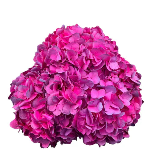 Ortensia colombiana di lusso Fuchsia | HydraLux ingrosso fiori