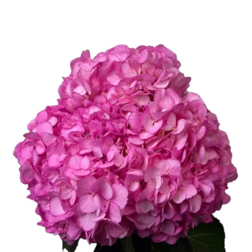 Ortensia colombiana fuchsia Cerise di prima scelta per allestimenti moderni