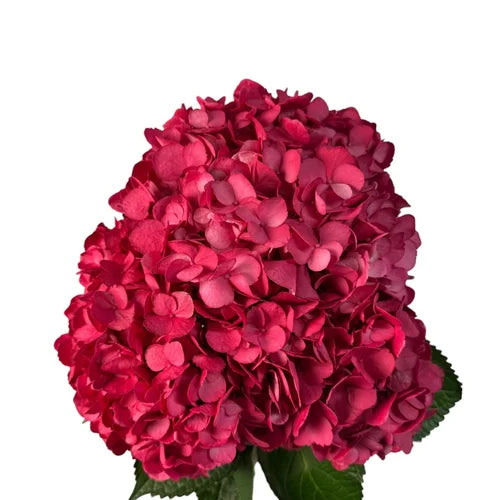 Ortensia colombiana di lusso Rossa | HydraLux ingrosso fiori