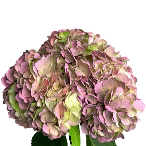 Ortensia colombiana sfumata rosa e verde Citrus Pink per decorazioni di lusso