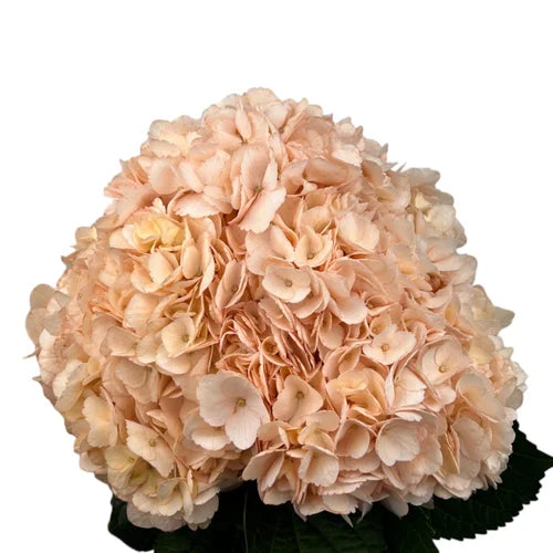 Ortensia colombiana di lusso Coral Peach | HydraLux ingrosso fiori