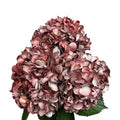Ortensia colombiana di lusso Rossa e Argento| HydraLux ingrosso fiori