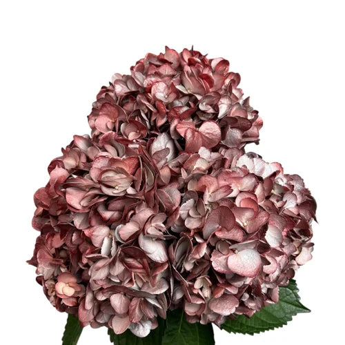 Ortensia colombiana di lusso Rossa e Argento| HydraLux ingrosso fiori