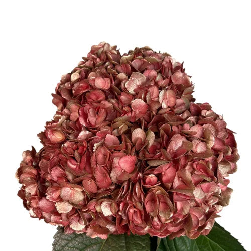 Ortensia colombiana di lusso Rossa | HydraLux ingrosso fiori