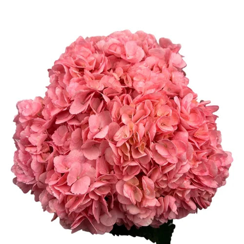 Ortensia colombiana di lusso Rosa | HydraLux ingrosso fiori