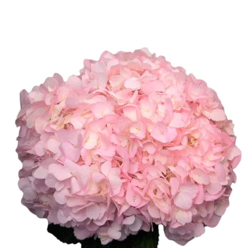 Ortensia colombiana di lusso Rosa | HydraLux ingrosso fiori