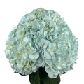 Ortensia colombiana di lusso Easter Blue | HydraLux ingrosso fiori