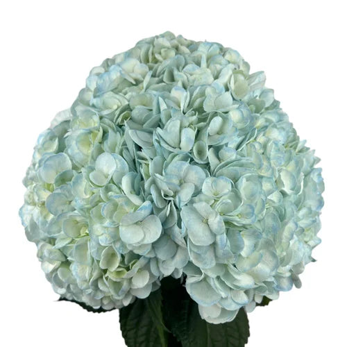 Ortensia colombiana di lusso Easter Blue | HydraLux ingrosso fiori