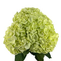 Ortensia colombiana di lusso Easter Green | HydraLux ingrosso fiori