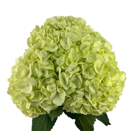 Ortensia colombiana di lusso Easter Green | HydraLux ingrosso fiori