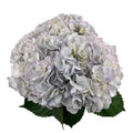 Ortensia colombiana di lusso Easter Lavender | HydraLux ingrosso fiori