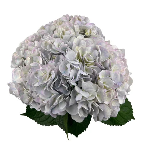 Ortensia colombiana di lusso Easter Lavender | HydraLux ingrosso fiori