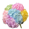 Ortensia colombiana multicolore Easter Mix 