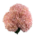 Ortensia colombiana di lusso Easter Pink | HydraLux ingrosso fiori