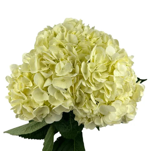 Ortensia colombiana di lusso Easter Yellow | HydraLux ingrosso fiori