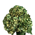 Ortensia colombiana di lusso Verde e Oro | HydraLux ingrosso fiori