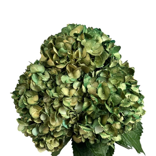 Ortensia colombiana di lusso Verde e Oro | HydraLux ingrosso fiori
