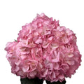 Ortensia colombiana rosa varietà Emilia Pink per composizioni floreali