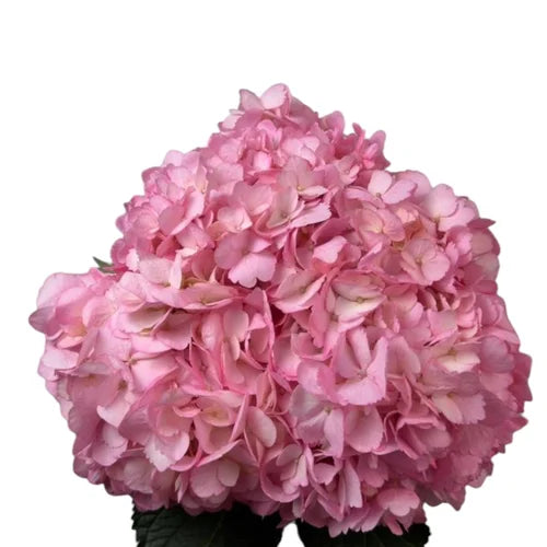 Ortensia colombiana rosa varietà Emilia Pink per composizioni floreali