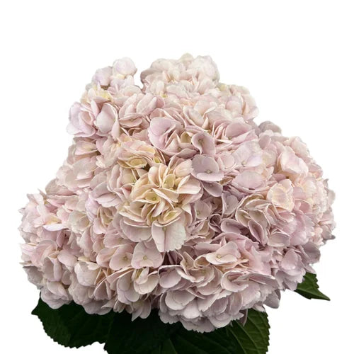 Ortensia colombiana di lusso Rosa | HydraLux ingrosso fiori