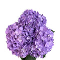 Ortensia colombiana di lusso Lavanda| HydraLux ingrosso fiori