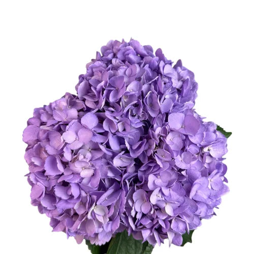 Ortensia colombiana di lusso Lavanda| HydraLux ingrosso fiori