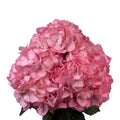 Ortensia colombiana rosa Pink di prima scelta per matrimoni
