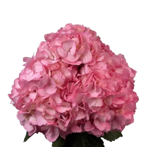 Ortensia colombiana rosa Pink di prima scelta per matrimoni