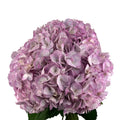 Lux Purple