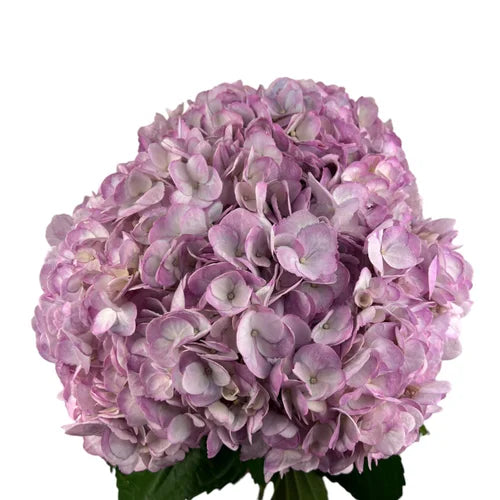 Lux Purple