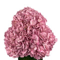 Ortensia colombiana di lusso Rosa | HydraLux ingrosso fiori