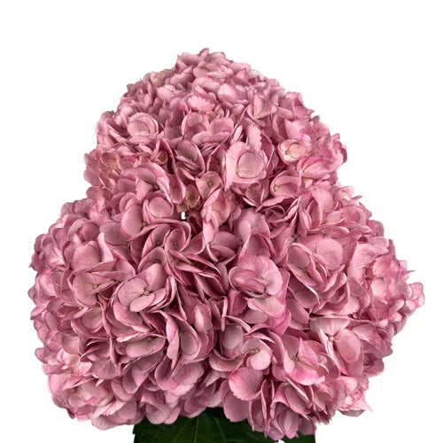 Ortensia colombiana di lusso Rosa | HydraLux ingrosso fiori