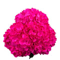 Ortensia colombiana di lusso Fuchsia | HydraLux ingrosso fiori