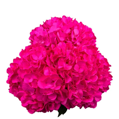Ortensia colombiana di lusso Fuchsia | HydraLux ingrosso fiori