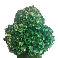 Ortensia colombiana di lusso Verde e Oro | HydraLux ingrosso fiori
