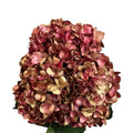 Ortensia colombiana di lusso Rosse e Oro | HydraLux ingrosso fiori