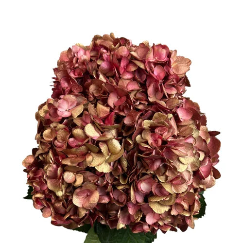 Ortensia colombiana di lusso Rosse e Oro | HydraLux ingrosso fiori