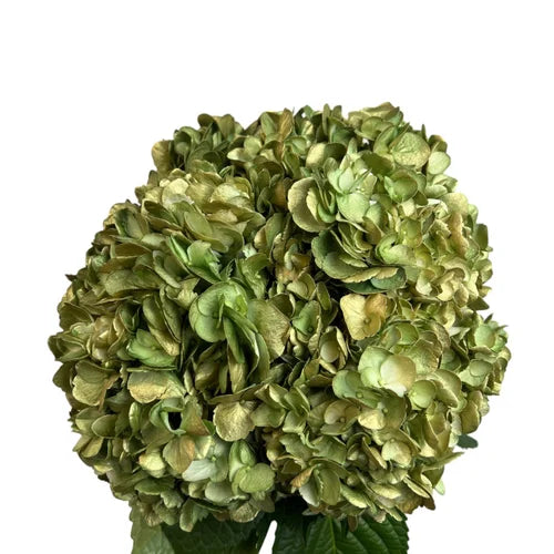 Ortensia colombiana di lusso Verde e Oro | HydraLux ingrosso fiori