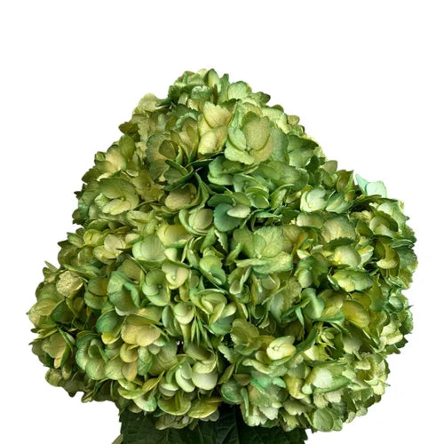 Ortensia colombiana di lusso Verde | HydraLux ingrosso fiori